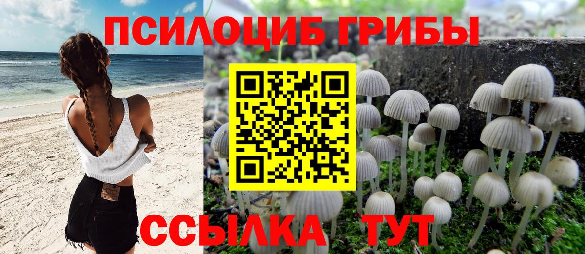 Чистополь  Галлюциногенные грибы Psilocybine cubensis  Вход с VPN 